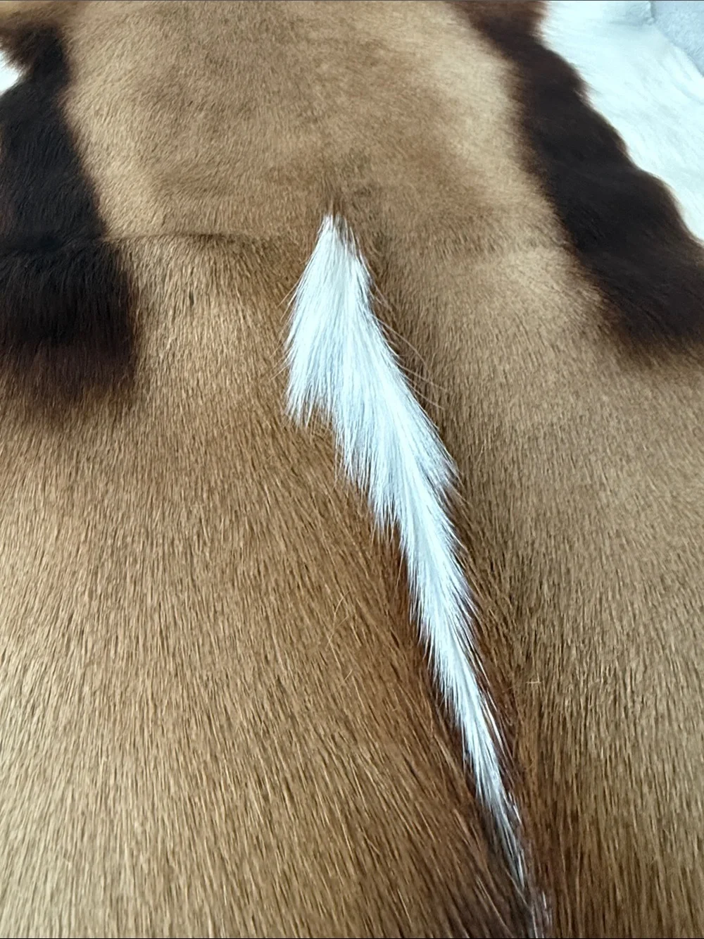 Natural springbock Hide Rug - Brown, White & Dark Brown Pattern - Picture 3 of 5